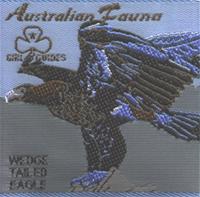 Aust fauna Wedge Tailed Eagle